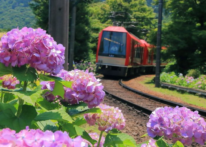 In the foreground, bright pink hydrangeas, in the background, the Hydrangea Train in Hakone, coming towards the camera.